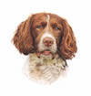 Image of Dog linking to Aron Gadd's Pet Portraits website